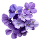Violette