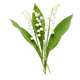 Muguet
