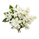 Fleurs.B