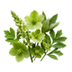 Fleurs.V