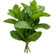 Menthe