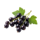 Cassis
