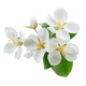 Jasmin