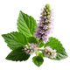 Patchouli